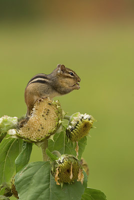 BUITEN BEELD Foto: 71295