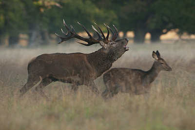 BUITEN BEELD Foto: 71327