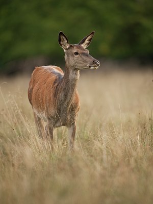 BUITEN BEELD Foto: 71332