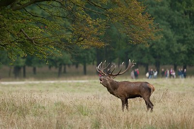 BUITEN BEELD Foto: 71335