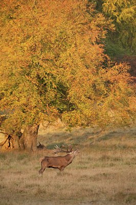 BUITEN BEELD Foto: 71343