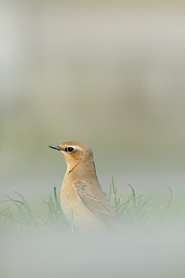BUITEN BEELD Foto: 71371