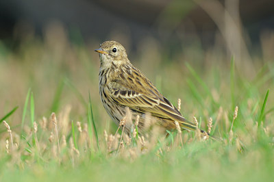 BUITEN BEELD Foto: 71372