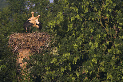 BUITEN BEELD Foto: 71502
