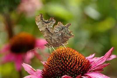 BUITEN BEELD Foto: 71528