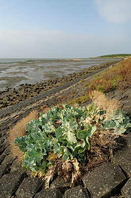 BUITEN BEELD Foto: 71529