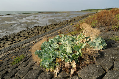 BUITEN BEELD Foto: 71530