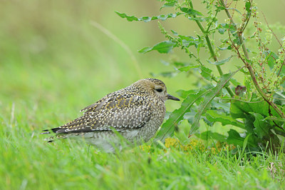 BUITEN BEELD Foto: 71535