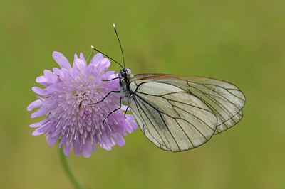 BUITEN BEELD Foto: 71565