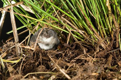 BUITEN BEELD Foto: 71700