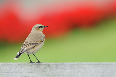 BUITEN BEELD Foto: 71716