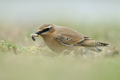 BUITEN BEELD Foto: 71717