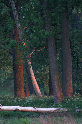 BUITEN BEELD Foto: 71855