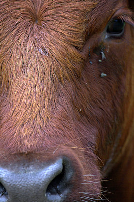 BUITEN BEELD Foto: 71883