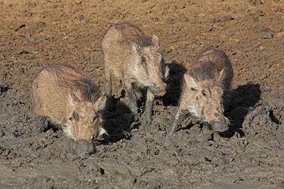 BUITEN BEELD Foto: 71979