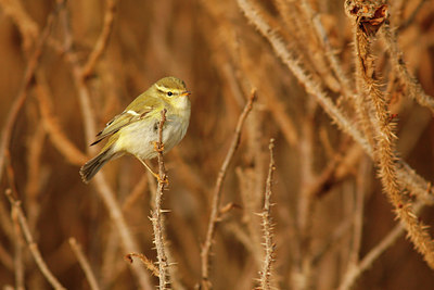 BUITEN BEELD Foto: 72039