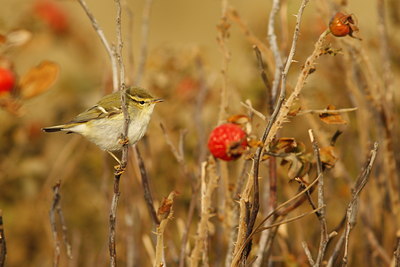 BUITEN BEELD Foto: 72041