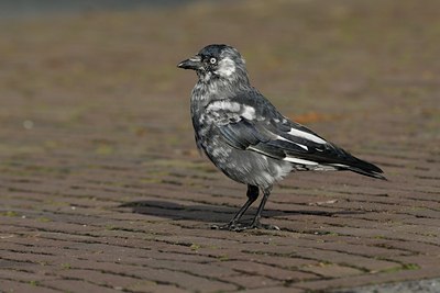 BUITEN BEELD Foto: 72060