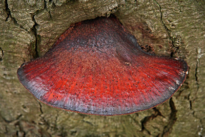 BUITEN BEELD Foto: 72086