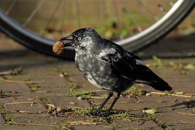 BUITEN BEELD Foto: 72089