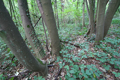 BUITEN BEELD Foto: 72147