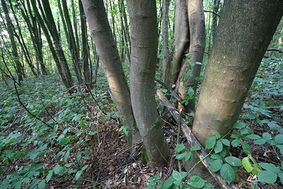 BUITEN BEELD Foto: 72149