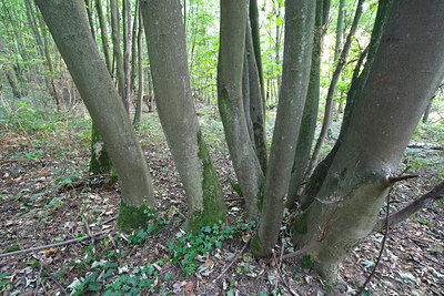 BUITEN BEELD Foto: 72159