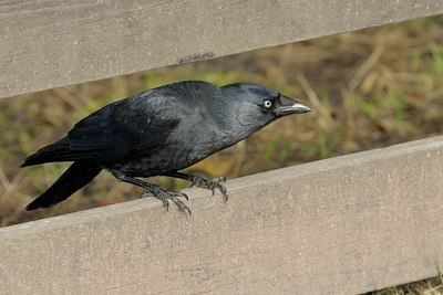 BUITEN BEELD Foto: 72166