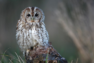 BUITEN BEELD Foto: 72191