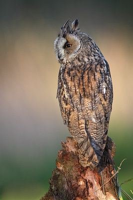 BUITEN BEELD Foto: 72192