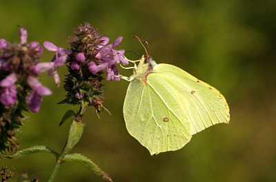 BUITEN BEELD Foto: 72207