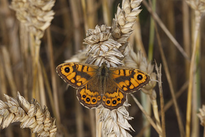 BUITEN BEELD Foto: 72216