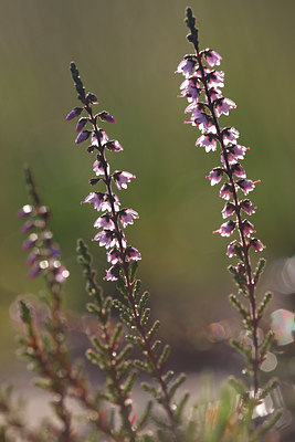 BUITEN BEELD Foto: 72255