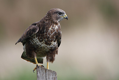 BUITEN BEELD Foto: 72265