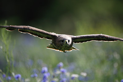BUITEN BEELD Foto: 72277