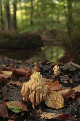 BUITEN BEELD Foto: 72301