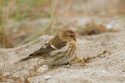 BUITEN BEELD Foto: 72316