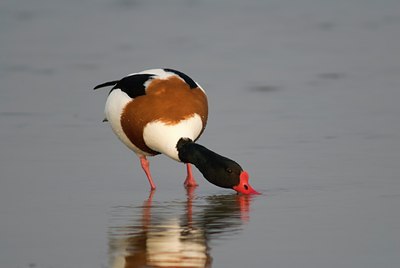 BUITEN BEELD Foto: 72317