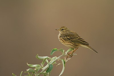 BUITEN BEELD Foto: 72324