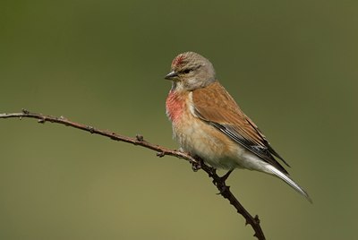 BUITEN BEELD Foto: 72331