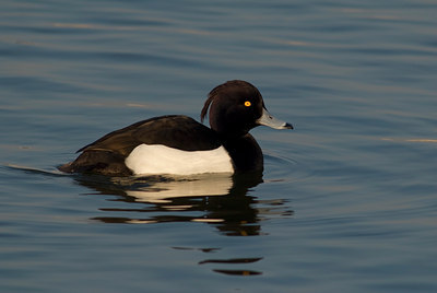 BUITEN BEELD Foto: 72332
