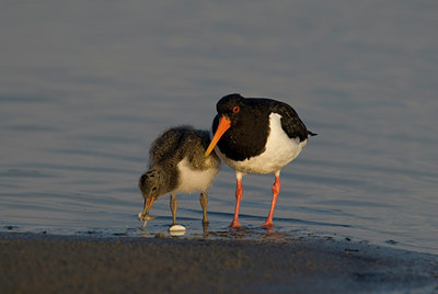 BUITEN BEELD Foto: 72344