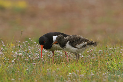 BUITEN BEELD Foto: 72345