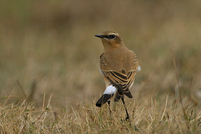 BUITEN BEELD Foto: 72349