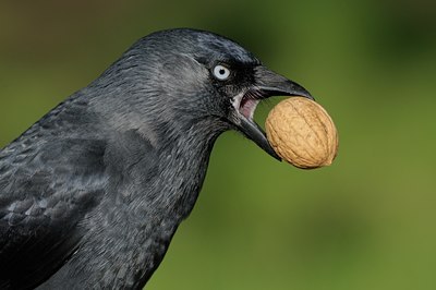 BUITEN BEELD Foto: 72361