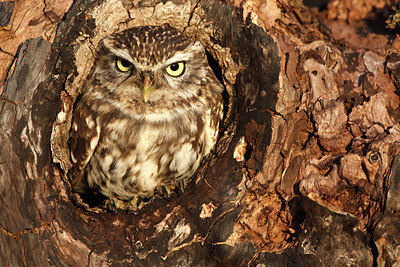 BUITEN BEELD Foto: 72383