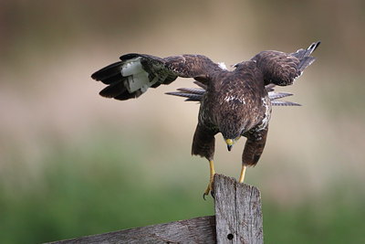 BUITEN BEELD Foto: 72384