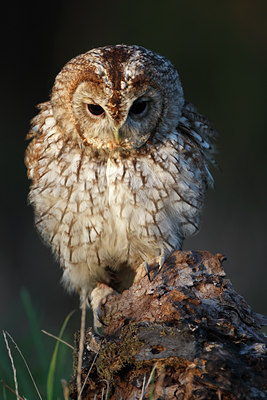 BUITEN BEELD Foto: 72402