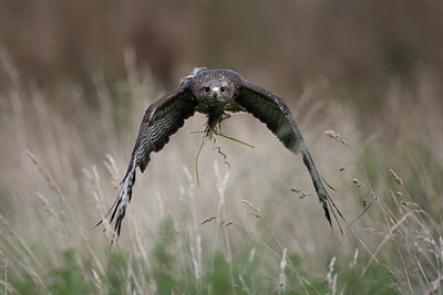 BUITEN BEELD Foto: 72404