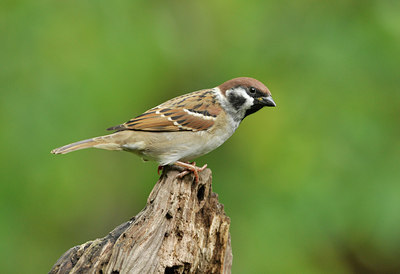 BUITEN BEELD Foto: 72424